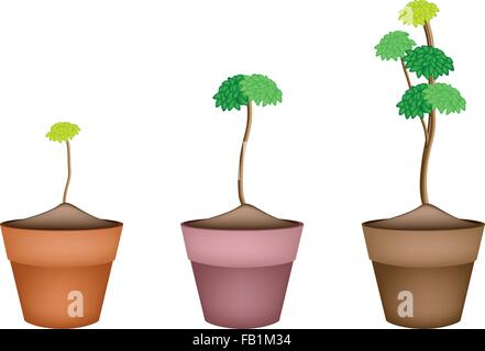 Dracaena Plant or Yucca Tree, An Illustration of Landscaping Tree Symbols or Isometric Trees and Plants in Terracotta Flower Pot Stock Vector