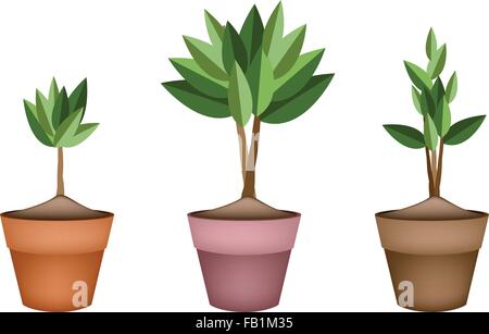 Home Interior, An Illustration Collection of Landscaping Tree Symbols or Isometric Trees and Plants in Terracotta Flower Pot for Stock Vector