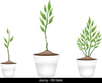 Ecological Concept, Illustration Collection of Pedilanthus Tithymaloides or Redbird Cactus in Terracotta Flower Pots for Garden Stock Vector