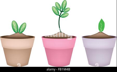 Houseplant, Illustration of Three Green Trees and Plants in Ceramic Flower Pots or Clay Plant Pots  for Garden Decoration. Stock Vector