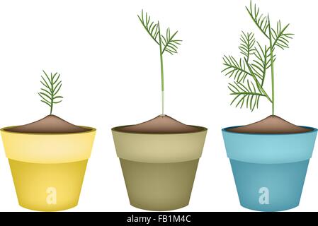 Vegetable and Herb, Illustration of Fresh Green Dills in Ceramic Flower Pots or Clay Plant Pots  for Garden Decoration. Stock Vector