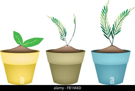 Houseplant, Illustration of Beautiful Green Trees and Plants in Ceramic Flower Pots or Clay Plant Pots  for Garden Decoration. Stock Vector