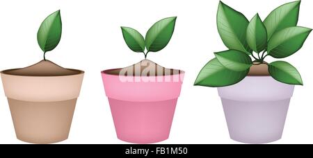 Houseplant, Illustration of Green Trees and Plants in Ceramic Flower Pots or Clay Plant Pots  for Garden Decoration. Stock Vector