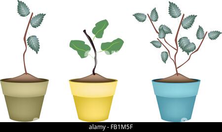 Ecological Concept, Illustration Fresh Cherry Tree and Apple Tree in Terracotta Plant Pots for Garden Decoration. Stock Vector