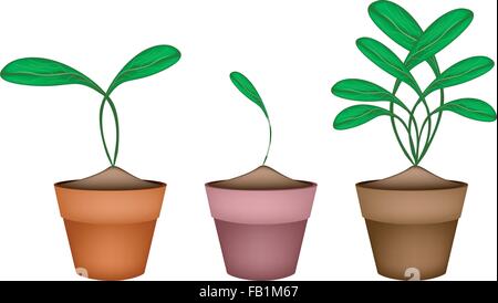 Vegetable, Illustration of Delicious Fresh Green Brussels Sprout in Terracotta Flower Pots. Stock Vector