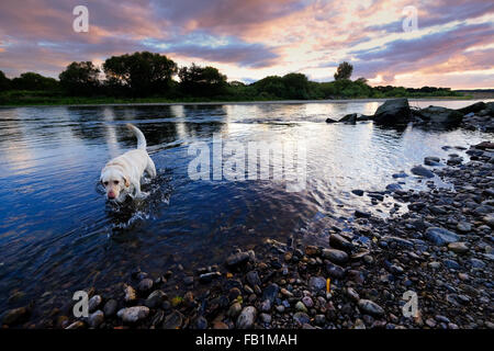 A beautiful yellow Labrador dog wading on the banks of the Spey River in Fochabers, Scotland at sunset. Stock Photo