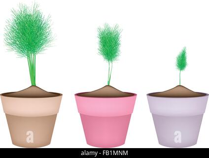 Vegetable and Herb, Illustration of Bunch of Ripe Dill in Terracotta Flower Pots Used for Seasoning in Cooking. Stock Vector