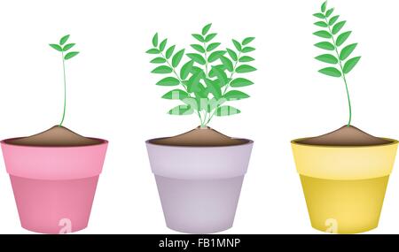 Houseplant, Illustration of Three Ornamental Trees and Plants in Ceramic Plant Pots for Garden Decoration. Stock Vector