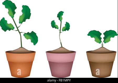Vegetable and Herb, Illustration of Three Limes Tree or Citrus Tree in Terracotta Flower Pots for Garden Decoration. Stock Vector