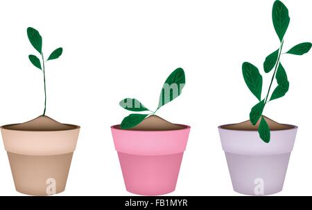 Houseplant, Illustration of Three Ornamental Green Plants in Ceramic Plant Pots for Garden Decoration. Stock Vector