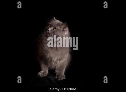 Crossbreed of siberian and persian cat on a black background looking up Stock Photo