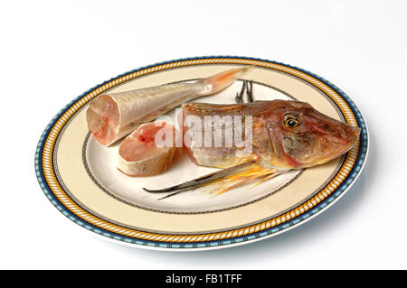Sea red gurnard gallinella fish Stock Photo