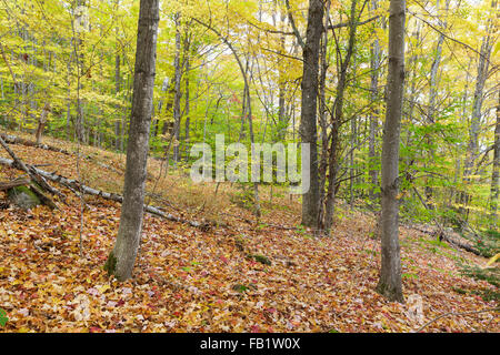 The abandoned village of Livermore in New Hampshire USA. This was a logging town in the late 19th and early 20th centuries. Stock Photo