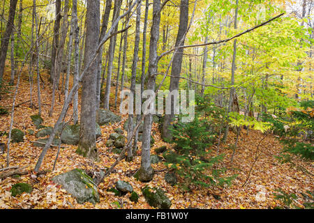 The abandoned village of Livermore in New Hampshire USA. This was a logging village in the late 19th and early 20th centuries. Stock Photo