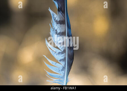 Striped white and grey feather, natural background Stock Photo