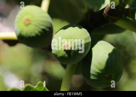 Figs ripening on a tree Stock Photo