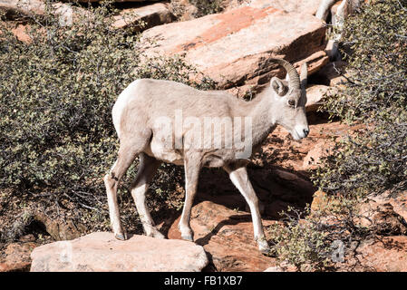 A young bighorn sheep at Zion National Park. Stock Photo