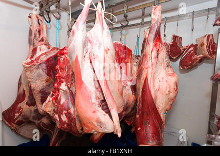Carcass of animals hanging in cold storage in a butchers shop ready to be butchered. Stock Photo