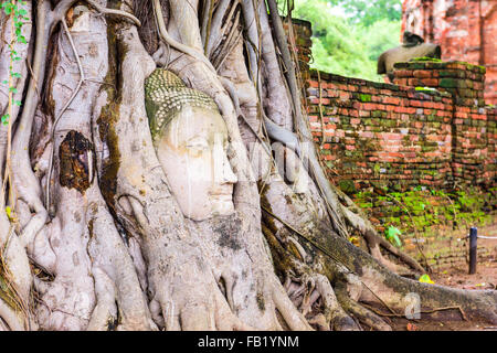 Buddha head in banyan tree roots at Wat Mahathat in Ayutthaya, Thailand. Stock Photo