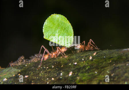 Leafcutter ant (Acromyrmex octospinosus) carrying a leaf, Pacaya Samiria National Reserve, Yanayacu River, Amazon area, Peru Stock Photo