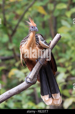 Hoatzin (Opisthocomus hoazin), Pacaya Samiria National Reserve, Yanayacu River, Amazon area, Peru Stock Photo