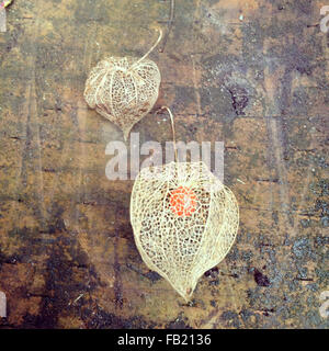 leaf skeletons chinese lanterns Stock Photo