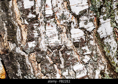 Poplar bark background. Untreated wood. Grungy texture. Stock Photo