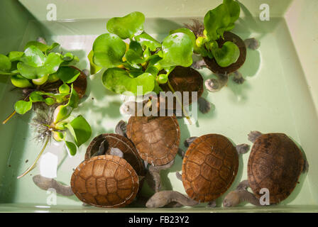 Rote Island's endemic snake-necked turtles (Chelodina mccordi) at a licensed ex situ breeding site in Jakarta, Indonesia. Stock Photo