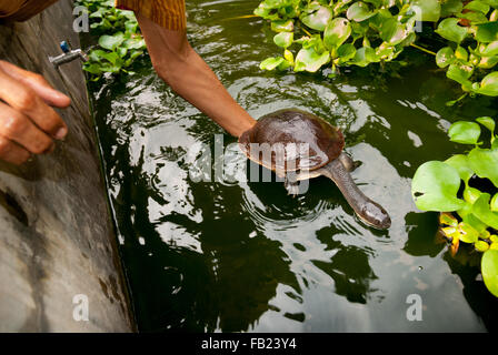 Rote Island's endemic snake-necked turtle (Chelodina mccordi) at a licensed ex situ breeding farm in Jakarta, Indonesia. Stock Photo