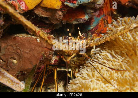 Close up of a spiny lobster underwater hidden behind a sea anemone, Caribbean sea, Central America, Panama Stock Photo
