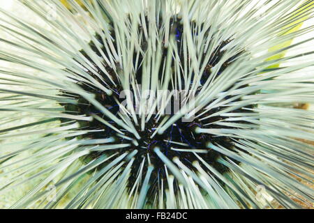 Close up of a long spined urchin with white spines (Diadema antillarum), underwater in the Caribbean sea, natural scene, Central America, Costa Rica Stock Photo