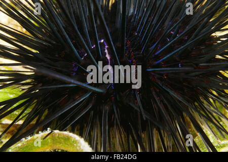 Macro view of a long spined sea urchin, Diadema antillarum, underwater in the Caribbean sea, Central America Stock Photo