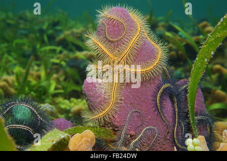 Sea life, Suenson's brittle star, Ophiothrix suensoni, over branching tube sponge on the seabed in the Caribbean sea Stock Photo