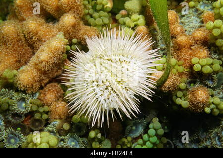 A variegated sea urchin or green sea urchin, Lytechinus variegatus, on the seabed in the Caribbean sea, Panama, Central America Stock Photo