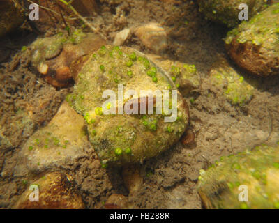 Water slater (Asellus aquaticus) on a large pebble with green globular jelly lumps (probably colonies of blue-green algae) Stock Photo