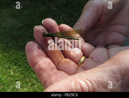 Female emerald damselfly (Lestes sponsa) on a Caucasian hand Stock Photo