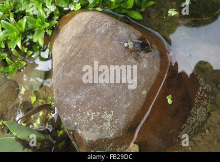 Dorsal view of backswimmer (Notonecta glauca) on large stone in pond, having just emerged from the water Stock Photo