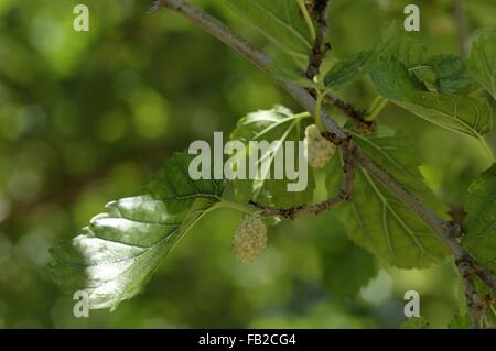 White Mulberry - Common Mulberry - Silkworm Mulberry (Morus alba) native to northern China in fruit in summer Provence - France Stock Photo