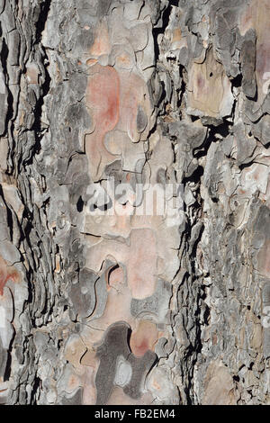 Calabrian or Turkish Pine Bark Detail - Pinus brutia Stock Photo