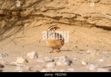 Quail - Coturnix coturnix Stock Photo