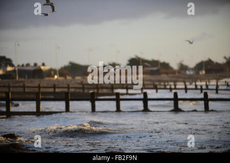 Seagulls fly over the breaking waves on the beach as they feed during sunrise at Littlehampton, West Sussex, England. Stock Photo