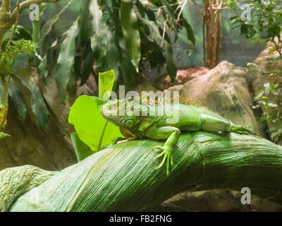 Adult Green Common  Iguana (Iguana Iguana) with a row of long spines along the back resting on a trunk Stock Photo