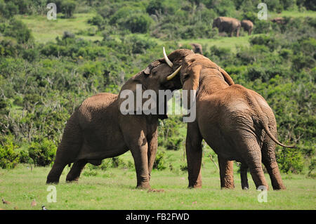 Two Elephants fighting in the Addo Elephant National Park, South Africa Stock Photo