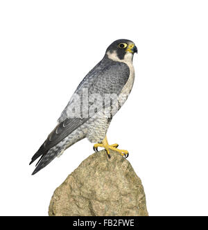 Peregrine - Falco peregrinus Stock Photo