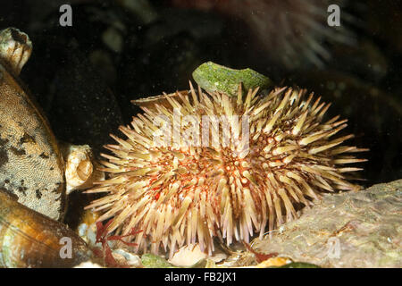 Shore sea urchin, purple-tipped sea urchin, Kleiner Strandigel, Strandseeigel, Strand-Seeigel, Seeigel, Psammechinus miliaris Stock Photo