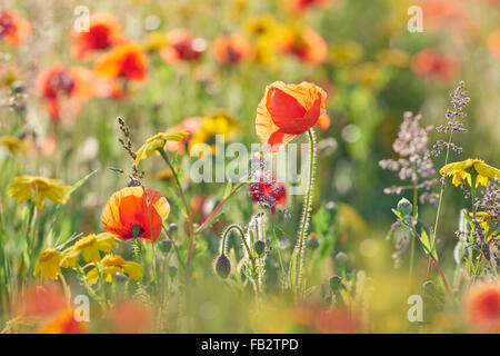 A close in view of Poppies and Corn Marigolds Stock Photo