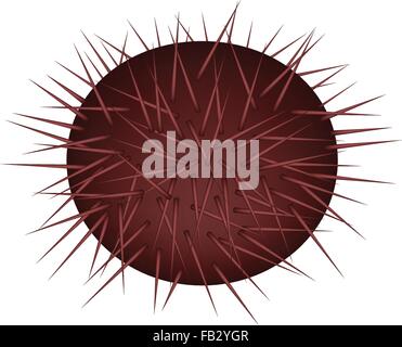 Japanese Cuisine, Illustration of Fresh Sea Urchin or Sea Hedgehog for Sushi and Sashimi. Stock Vector