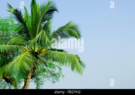 palm grove in India,palm trees,a plant,the nature,a landscape of palm trees,the nature of india,asia,plants,trees,the wood Stock Photo