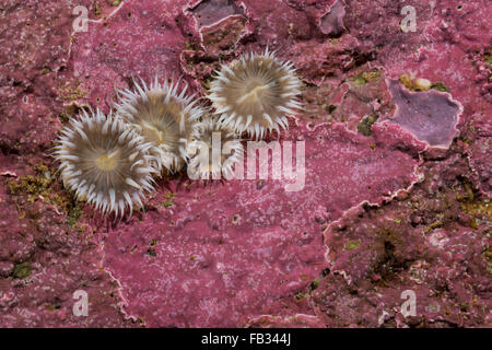 Elegant anemone, Tangrose, Sagartia elegans, Sagartia elegans var. nivea, Actinia elegans, sagartie de vase, Seeanemone