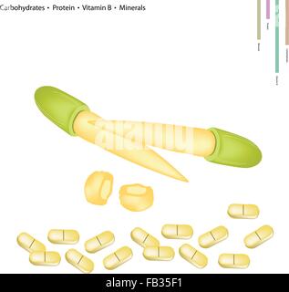 Healthcare Concept, Illustration of Baby Corn with Carbohydrates, Protein, Vitamin B and Minerals Tablet, Essential Nutrient for Stock Vector